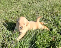 Frost, a male Golden Retriever for sale in Imlay City, MI – 2 of 4