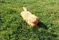 Honey, a female Golden Retriever for sale in Imlay City, MI – 3 of 4