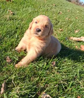 Autumn, a female Golden Retriever for sale in Imlay City, MI – 7 of 10