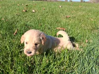 Pumpkin, a female Golden Retriever for sale in Imlay City, MI – 3 of 9