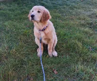 Apollo, a male Golden Retriever for sale in Imlay City, MI – 2 of 10