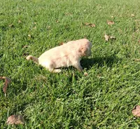 Pumpkin, a female Golden Retriever for sale in Imlay City, MI – 7 of 9
