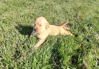 Frost, a male Golden Retriever for sale in Imlay City, MI – 4 of 4