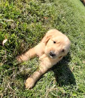 Blaze, a male Golden Retriever for sale in Imlay City, MI – 5 of 8