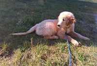 Apollo, a male Golden Retriever for sale in Imlay City, MI – 10 of 10