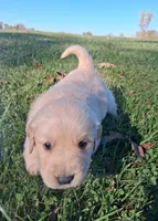 Oakley, a male Golden Retriever for sale in Imlay City, MI – 9 of 10