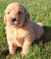 Autumn, a female Golden Retriever for sale in Imlay City, MI – 8 of 10