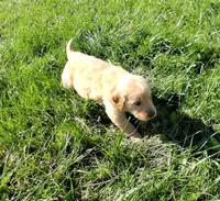 Blaze, a male Golden Retriever for sale in Imlay City, MI – 4 of 8