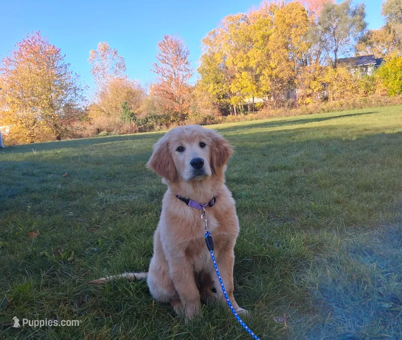 Apollo – Golden Retriever puppy for sale in Imlay City, MI