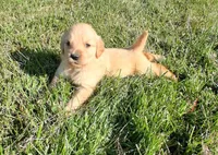 Frost, a male Golden Retriever for sale in Imlay City, MI – 3 of 4