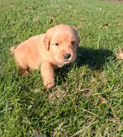 Autumn, a female Golden Retriever for sale in Imlay City, MI – 4 of 10