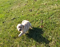 Pumpkin, a female Golden Retriever for sale in Imlay City, MI – 4 of 9