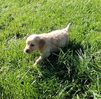 Blaze, a male Golden Retriever for sale in Imlay City, MI – 6 of 8