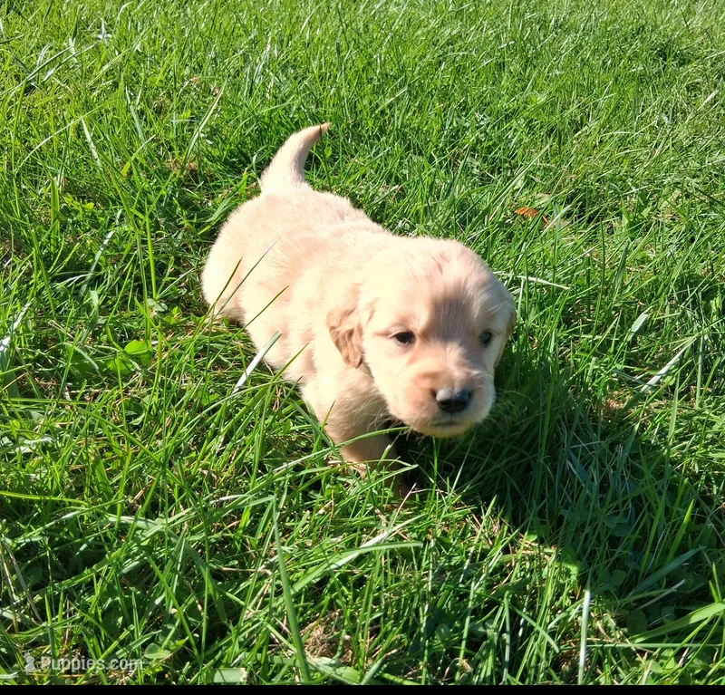 Winter – Golden Retriever puppy for sale in Imlay City, MI