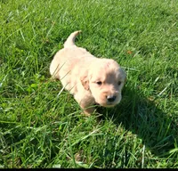 Winter, a female Golden Retriever for sale in Imlay City, MI – 1 of 2