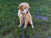 Apollo, a male Golden Retriever for sale in Imlay City, MI – 3 of 10