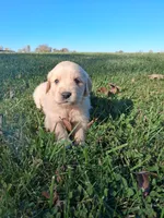 Oakley, a male Golden Retriever for sale in Imlay City, MI – 5 of 10