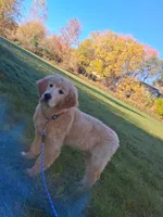 Apollo, a male Golden Retriever for sale in Imlay City, MI – 6 of 10
