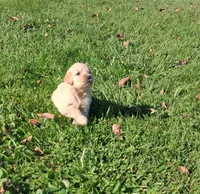Pumpkin, a female Golden Retriever for sale in Imlay City, MI – 5 of 9