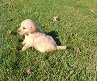 Pumpkin, a female Golden Retriever for sale in Imlay City, MI – 8 of 9