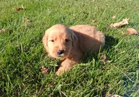 Autumn, a female Golden Retriever for sale in Imlay City, MI – 5 of 10