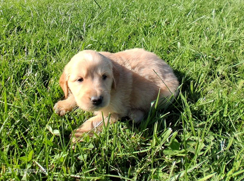 Blaze – Golden Retriever puppy for sale in Imlay City, MI