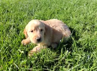 Blaze, a male Golden Retriever for sale in Imlay City, MI – 1 of 8
