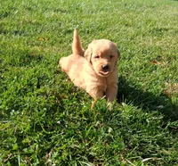 Honey, a female Golden Retriever for sale in Imlay City, MI – 4 of 4