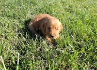 Ginger, a female Golden Retriever for sale in Imlay City, MI – 2 of 2