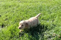 Blaze, a male Golden Retriever for sale in Imlay City, MI – 3 of 8