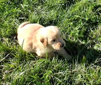 Blaze, a male Golden Retriever for sale in Imlay City, MI – 2 of 8