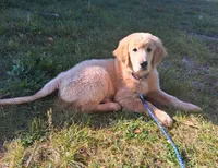 Apollo, a male Golden Retriever for sale in Imlay City, MI – 8 of 10