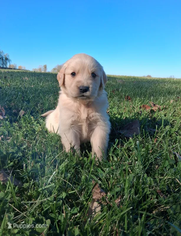 Oakley – Golden Retriever puppy for sale in Imlay City, MI