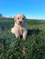 Oakley, a male Golden Retriever for sale in Imlay City, MI – 1 of 10