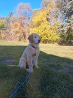Apollo, a male Golden Retriever for sale in Imlay City, MI – 5 of 10