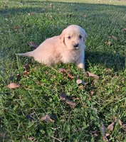 Oakley, a male Golden Retriever for sale in Imlay City, MI – 7 of 10