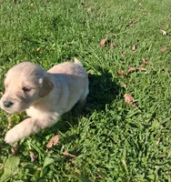 Pumpkin, a female Golden Retriever for sale in Imlay City, MI – 6 of 9