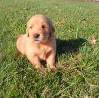 Autumn, a female Golden Retriever for sale in Imlay City, MI – 1 of 10
