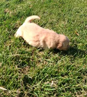 Winter, a female Golden Retriever for sale in Imlay City, MI – 2 of 2