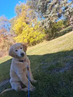 Apollo, a male Golden Retriever for sale in Imlay City, MI – 7 of 10