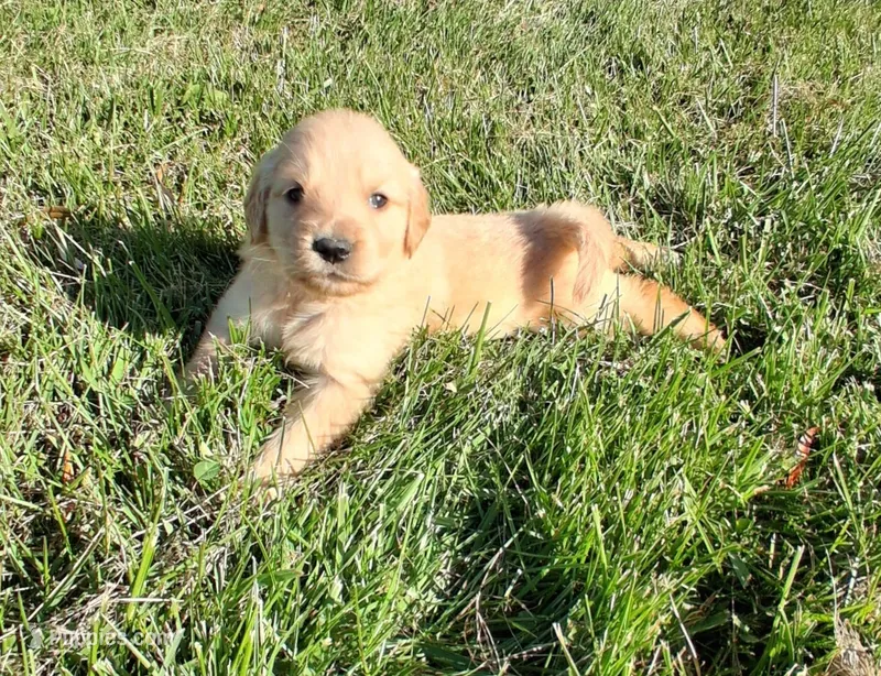 Frost – Golden Retriever puppy for sale in Imlay City, MI