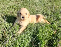 Frost, a male Golden Retriever for sale in Imlay City, MI – 1 of 4