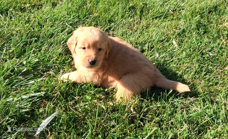 Honey – Golden Retriever puppy for sale in Imlay City, MI