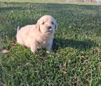 Oakley, a male Golden Retriever for sale in Imlay City, MI – 8 of 10