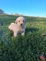 Oakley, a male Golden Retriever for sale in Imlay City, MI – 10 of 10