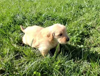 Blaze, a male Golden Retriever for sale in Imlay City, MI – 8 of 8