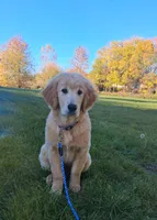 Apollo, a male Golden Retriever for sale in Imlay City, MI – 4 of 10