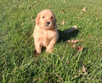 Autumn, a female Golden Retriever for sale in Imlay City, MI – 9 of 10