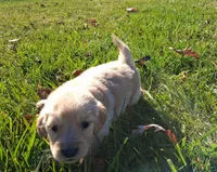 Pumpkin, a female Golden Retriever for sale in Imlay City, MI – 2 of 9