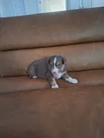 Ashley , a female Miniature Australian Shepherd for sale in Saint Joe, IN – 2 of 2